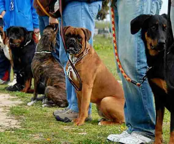 about-7-569×471 science based dog trainng methods
