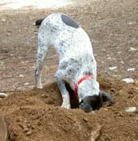 dig6 dog behaviour consults