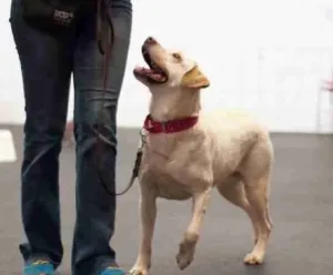 dog training adelaide about us