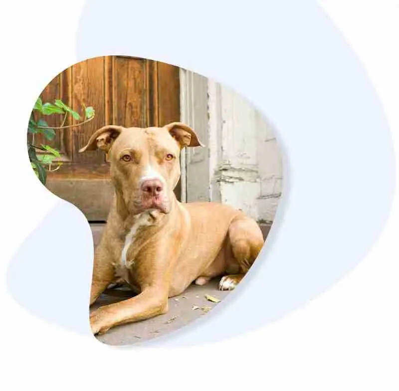 section-2-back-image Personal Dog Training Adelaide